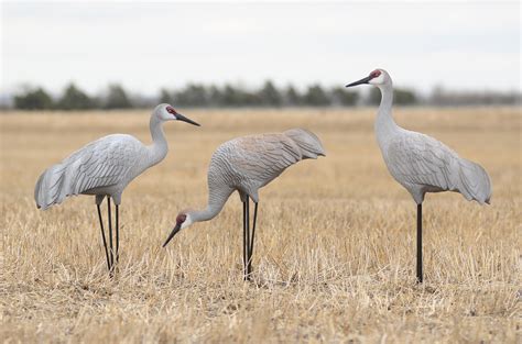 sandhill cranes decoys.